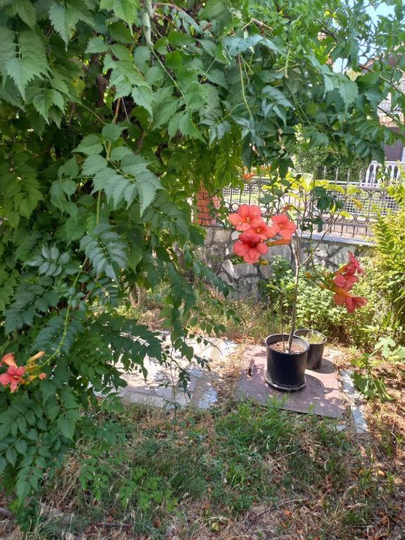 Traveler'S Rest - Near Podgorica Airport Hostel Mitrovici  Εξωτερικό φωτογραφία